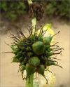 sm 307 The Seed on Bur Reed